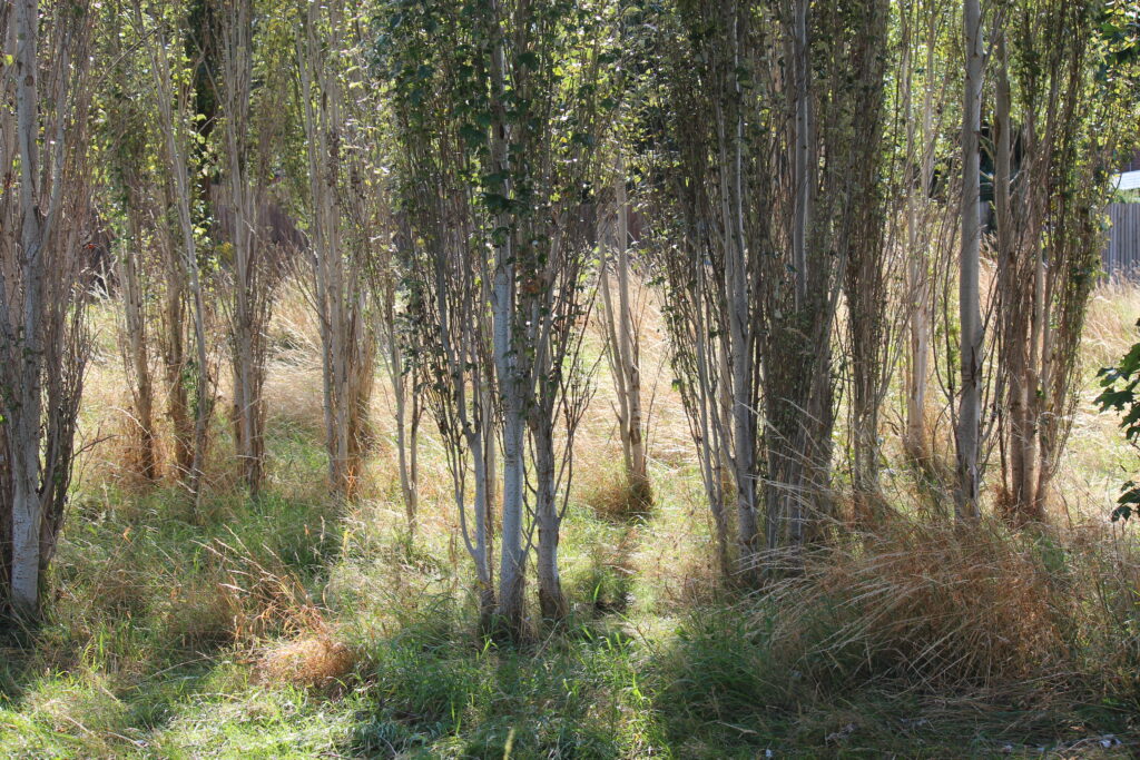 Trees